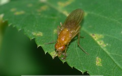 Psila fimetaria
