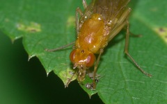 Psila fimetaria
