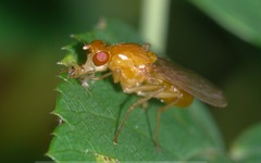 Psila fimetaria