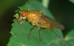Psila fimetaria