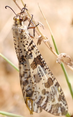 Palpares libelluloides