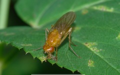 Psila fimetaria