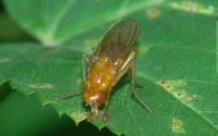 Psila fimetaria