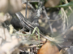 Sceloporus virgatus