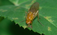 Psila fimetaria