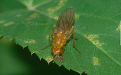 Psila fimetaria