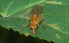 Psila fimetaria