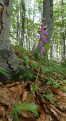 Orchis spitzelii