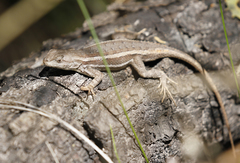 Sceloporus virgatus
