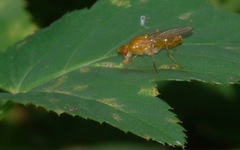 Psila fimetaria