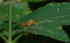 Psila fimetaria