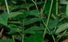 Psila fimetaria