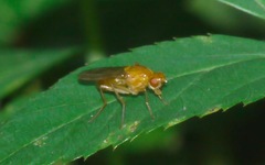 Psila fimetaria