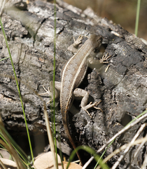 Sceloporus virgatus