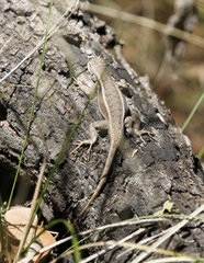 Sceloporus virgatus