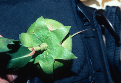 Sonneratia caseolaris