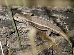 Sceloporus virgatus