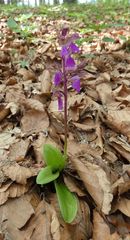 Orchis spitzelii