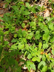 Calyptocarpus vialis