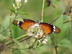Danaus chrysippus alcippus