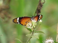 Danaus chrysippus alcippus