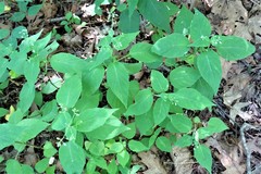 Circaea × intermedia