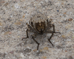 Thecesternus affinis