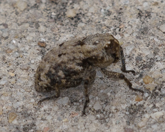 Thecesternus affinis