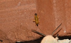 Phylus melanocephalus