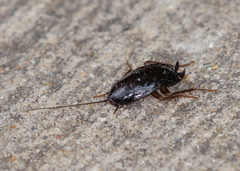 Blatta orientalis