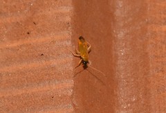 Phylus melanocephalus