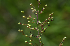Dichanthelium scribnerianum