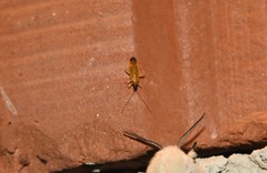 Phylus melanocephalus