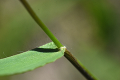 Dichanthelium scribnerianum