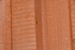 Phylus melanocephalus