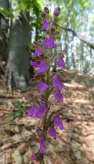 Orchis spitzelii
