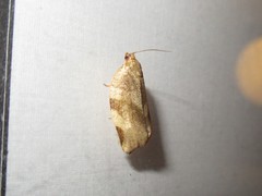 Choristoneura fractivittana