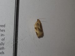 Choristoneura fractivittana