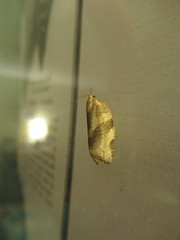 Choristoneura fractivittana