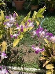 Dendrobium