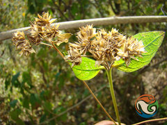 Verbesina oligantha