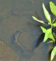 Ameiurus nebulosus