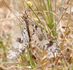 Palpares libelluloides