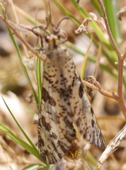 Palpares libelluloides