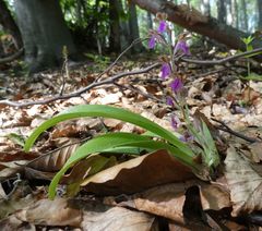 Orchis spitzelii