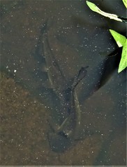 Ameiurus nebulosus