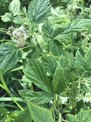 Rubus idaeus