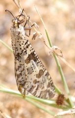 Palpares libelluloides