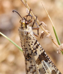 Palpares libelluloides