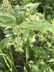 Rubus idaeus